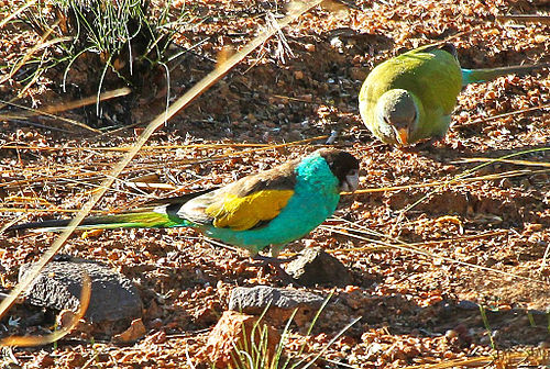 Hooded parrot